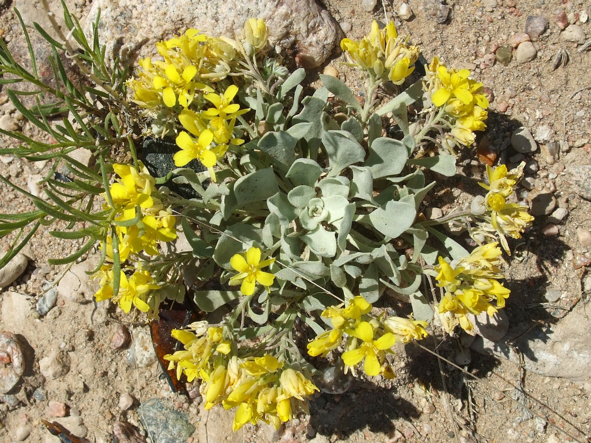 Physaria brassicoides