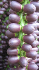 Arenga pinnata
