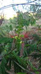 Calliandra houstoniana calothyrsus