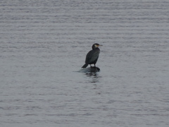 Phalacrocorax capillatus