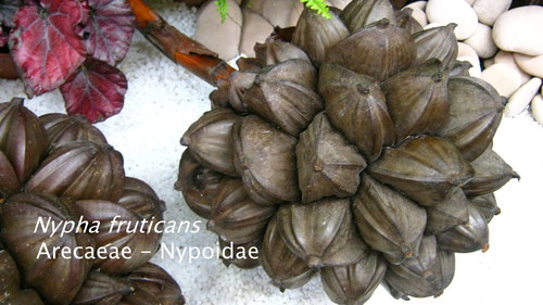 Nipa palm