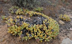 Argyroderma fissum