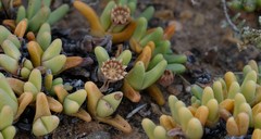 Argyroderma fissum