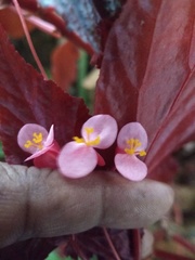 Begonia
