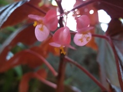 Begonia