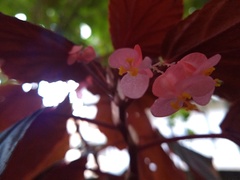 Begonia