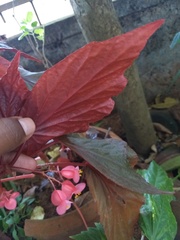 Begonia