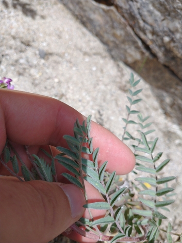 Image of Astragalus allochrous by no rights reserved
