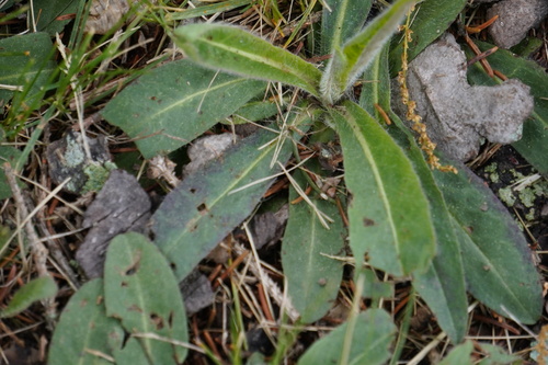 Pilosella caespitosa iNat (3)