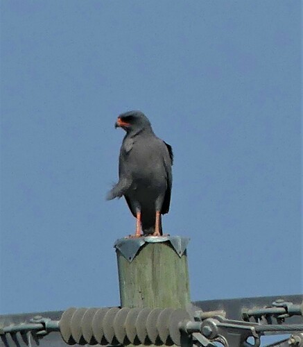 Dark Chanting-Goshawk