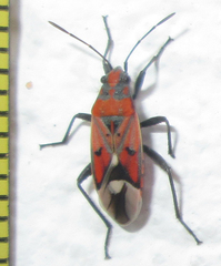 Haemobaphus concinnus