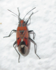 Haemobaphus concinnus