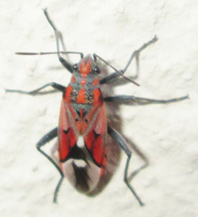 Haemobaphus concinnus