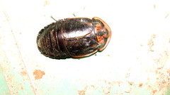 Monastria similis