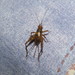 Ubiquepuella telytokous - Photo (c) Marco Vicariotto, algunos derechos reservados (CC BY-NC-ND), subido por Marco Vicariotto