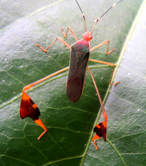 Anisoscelis foliaceus