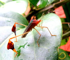 Anisoscelis foliaceus