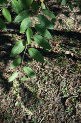 Pleurolobus gangeticus