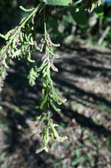 Pleurolobus gangeticus
