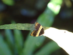 Choreutis basalis