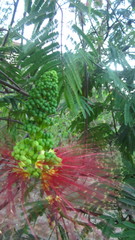 Calliandra houstoniana calothyrsus