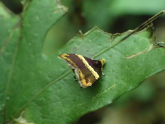 Choreutis basalis