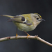 Goldcrest - Photo (c) Francis C. Franklin, some rights reserved (CC BY-SA)