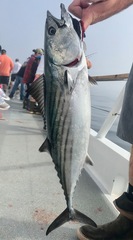 Pacific Bonito photo 5