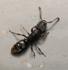 Ectomomyrmex