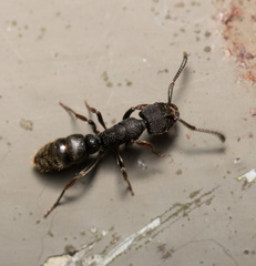 Ectomomyrmex