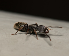 Ectomomyrmex