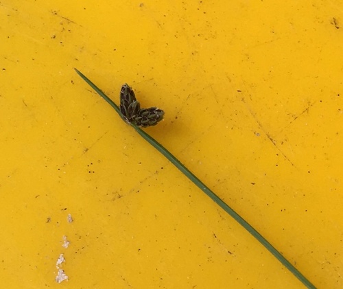 Image of Isolepis sepulcralis by no rights reserved