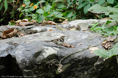 Dendronanthus indicus