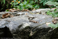 Dendronanthus indicus