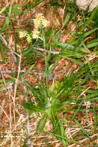 Representative image of Luzula lutea