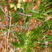 Luzula lutea - Photo (c) Drepanostoma, algunos derechos reservados (CC BY-NC), subido por Drepanostoma