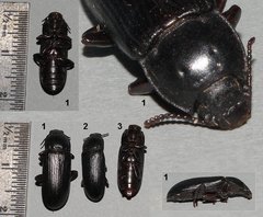Tenebrio obscurus