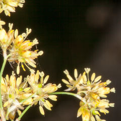 Luzula lutea