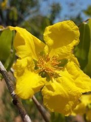Ochnaceae