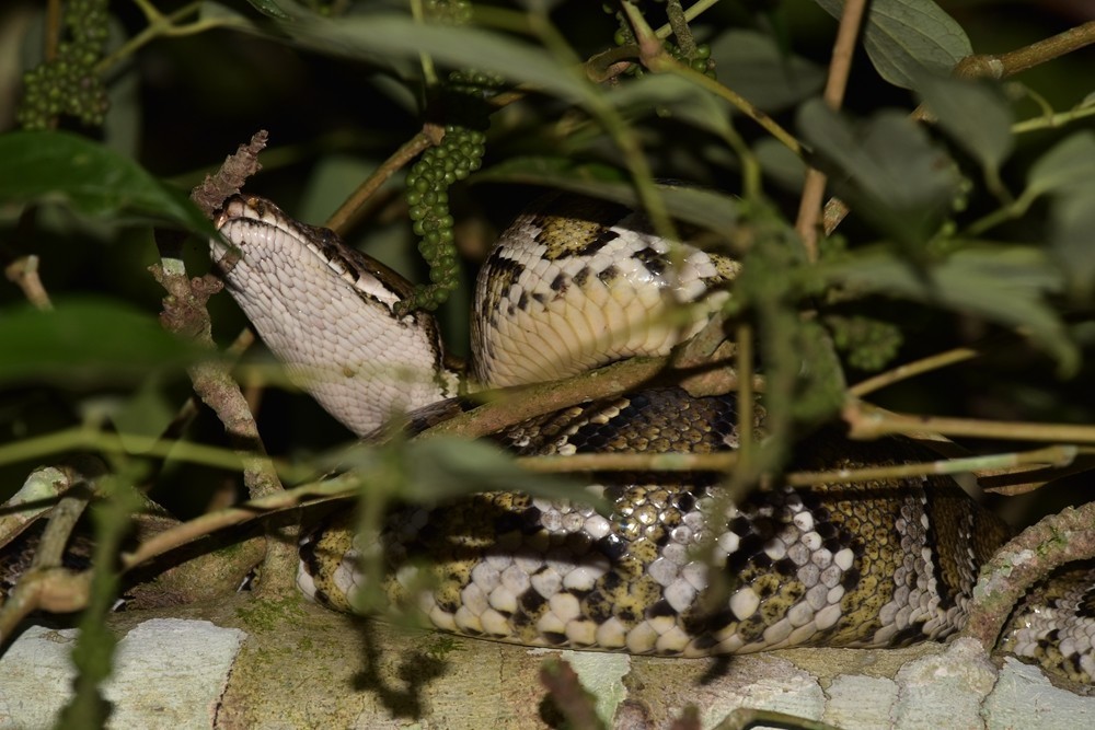 Burmese Python in February 2018 by 刘光裕 Liu Guangyu · iNaturalist