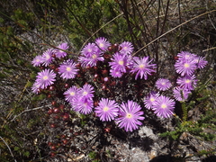 Lampranthus falciformis