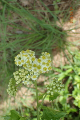Microglossa mespilifolia