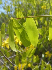 Ochnaceae