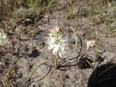 Lachenalia contaminata