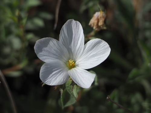 Linum hellenicum (Linum hellenicum)