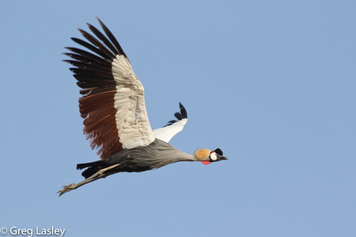 Gray Crowned-Crane