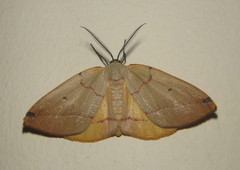 Phoenicocampa terinata