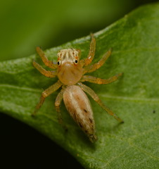 Telamonia