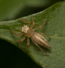 Telamonia