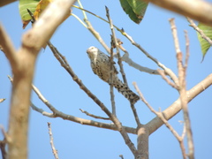 Campylorhynchus nuchalis